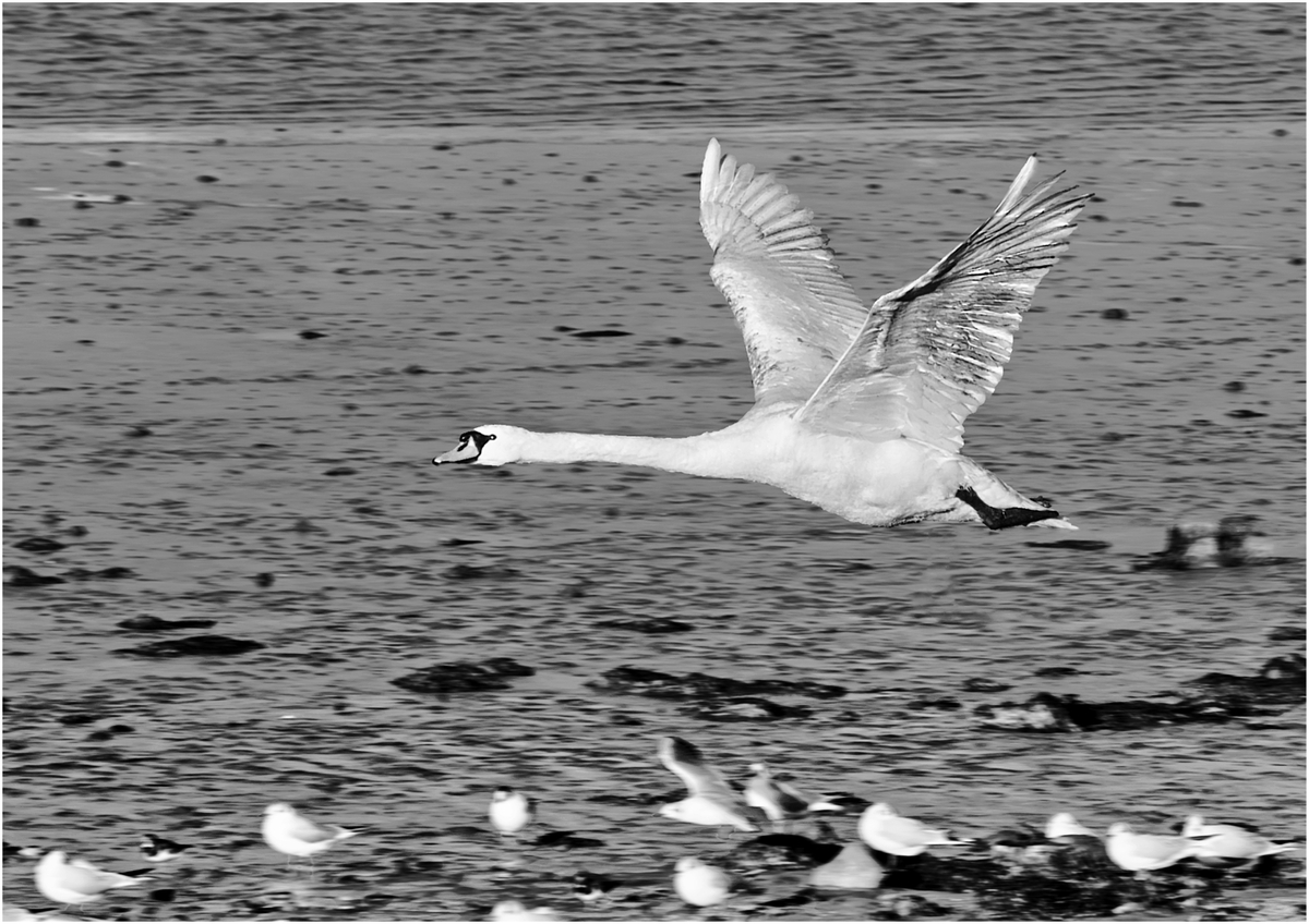 Fly-past - Harvey Perkins